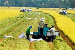 Tiếp tục đẩy mạnh cho vay thu mua lúa gạo Đồng bằng sông Cửu Long