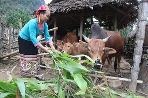 Đối tượng vay vốn theo quy định tại Quyết định số 2085/QĐ-TTg ngày 31/10/2016