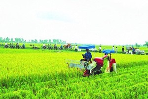 Nhà nước hỗ trợ phí bảo hiểm nông nghiệp cho hộ nghèo, cận nghèo đến 90%