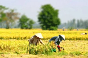 Đề xuất miễn thuế sử dụng đất nông nghiệp từ 01/01/2026 đến hết năm 2030