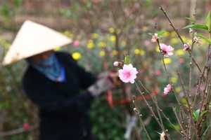 Đào nở sớm cách Tết cả tháng khiến người nông dân lao đao