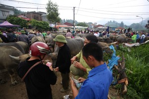 Trải nghiệm “sàn giao dịch” trâu lớn nhất Bắc Hà 
