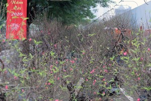 Đang yên lành, Tết bỗng về tới phố 