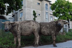 Chăn trâu trong Khu đô thị Nam An Khánh Sudico 