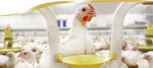 Việt Nam thị trường tiềm năng về thịt gia cầm của EU