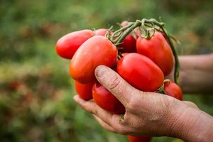 Knorr khởi động các dự án nông nghiệp tái sinh