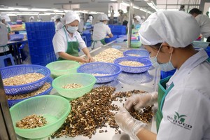 Doanh nghiệp Hà My xuất khẩu hạt điều tại tỉnh Bình Phước Ảnh: Lê Toàn