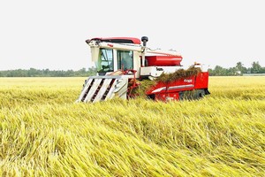 Thu hoạch lúa ở Đồng bằng sông Cửu Long. Ảnh Lê Toàn