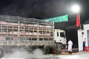 Giải bài toán giá thịt lợn, sớm nhất tới quý IV mới đủ nguồn cung như bình thường trước dịch