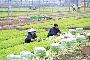 Tạo nền tảng cho kinh tế hợp tác xã phát triển trong xu hướng hội nhập toàn cầu 