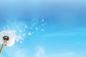 Hình ảnh hoa bồ công anh đầy ý nghĩa với thông điệp “Lan tỏa giá trị” xuyên suốt trong toàn bộ Báo cáo Phát triển bền vững 2015 của Tập đoàn Bảo Việt