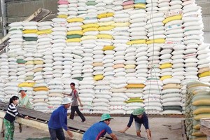 Gạo Việt Nam đang có nhiều cơ hội xuất khẩu sang thị trường EU.