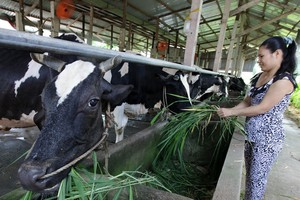 Mô hình nuôi bò xã viên HTX tại TP.HCM.