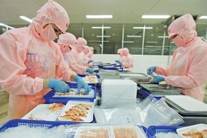 EVFTA đang tạo nhiều cơ hội cho nông, thủy sản xuất khẩu của Việt Nam. Trong ảnh: Chế biến tôm xuất khẩu tại Công ty Thủy sản Hồng Ngọc (Phú Yên). Ảnh: Đ.T
