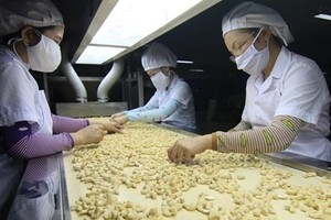 Nông sản Việt Nam đang lọt vào tầm ngắm của nhiều nhà nhập khẩu lớn trên thế giới.