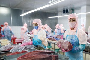Hệ số ICOR của Việt Nam vẫn cao so với mức bình quân của thế giới. Trong ảnh: Chế biến cá ngừ xuất khẩu tại Công ty TNHH Thủy sản Hồng Ngọc (Phú Yên). Ảnh: Đ.T