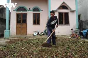 Ông Nguyễn Đình Chính vất vả trong việc phơi cà phê vì trời mưa