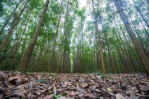 Đóng cửa rừng tự nhiên để đảm bảo phát triển bền vững