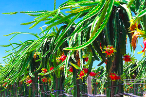 HAGL Agrico vừa dừng phương án huy động 800 tỷ đồng từ kênh trái phiếu do thay đổi kế hoạch sử dụng vốn