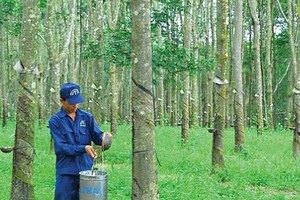 Công ty cổ phần Cao su Đồng Phú (DPR): Dòng tiền mạnh, vẫn ẩn chứa rủi ro