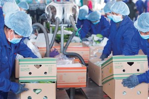 Hoàng Anh Gia Lai (HAG) đã bán hơn 72 triệu cổ phiếu HNG