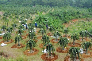 Nghịch lý dòng chảy FDI vào nông nghiệp