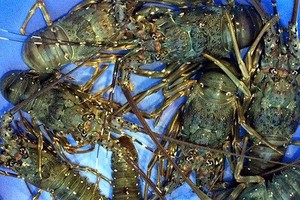 Vì sao giá tôm hùm đạt kỷ lục 2,4 triệu đồng/kg?