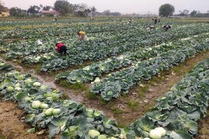 Nông sản “tắc” vì Covid-19: Khi chính quyền "xắn quần" vào cuộc