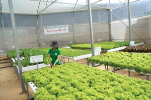 Vốn tín dụng tiếp tục được tập trung cho các lĩnh vực ưu tiên. Ảnh: Dũng Minh