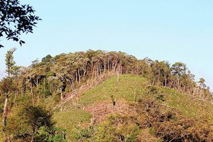 Đất rừng bị lấn chiếm làm nương rẫy tại tỉnh Kon Tum