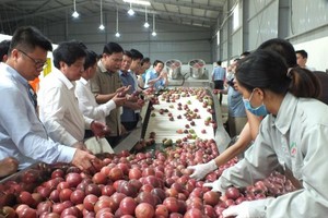 Tỷ trọng xuất khẩu rau quả sang Trung Quốc giảm xuống 59,1% trong tháng 1/2021 từ mức 61,7% của cùng kỳ 2020