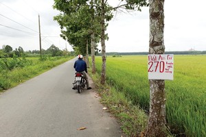 Môi giới dẫn nhà đầu tư đi xem cả khu đất nông nghiệp hiện đang trồng lúa. Ảnh: Việt Dũng 