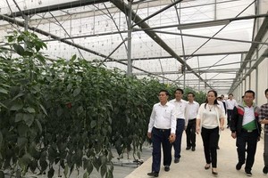 Mô hình trồng ớt công nghệ cao theo công nghệ Israel tại VinEco Hải Phòng