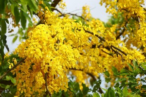 Muồng hoàng yến khoe sắc khắp phố phường Hà Nội