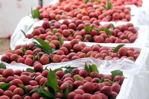 Vải thiều Bắc Giang sẽ vào chính vụ từ 10/6 đến 20/7.