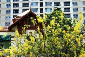 Mùa hè luôn tô điểm cho Hà Nội bằng vô số sắc hoa rực rỡ.