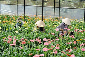 Vườn hoa đồng tiền tại làng hoa Vạn Thành, Đà Lạt (Ảnh minh hoạ).