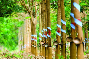 Cổ phiếu cần quan tâm ngày 11/9