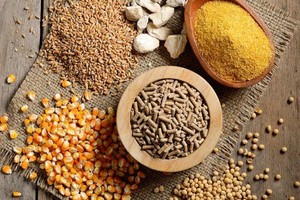 6 tháng đầu năm 2021, doanh thu xuất khẩu thức ăn chăn nuôi đã đạt hơn nửa tỷ USD.