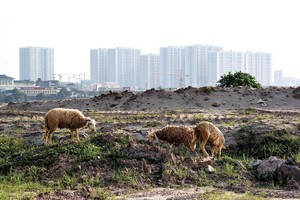 Nhiều khu đất dự án nằm chờ triển khai do chưa xác định được tiền M3. Ảnh: Dũng Minh 