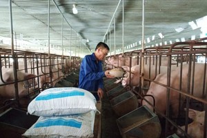 Bộ Tài chính đề xuất giảm thuế nhập khẩu lúa mỳ và ngô để giảm giá thức ăn chăn nuôi trong nước.