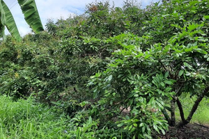 Vườn nhãn ở Hậu Giang