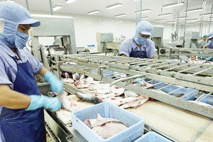 Thủy sản của Việt Nam vẫn đều đặn xuất đi Nhật. Trong ảnh: Chế biến cá basa tại Caseamex Cần Thơ Ảnh: ĐT