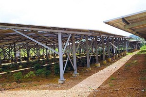 Dưới những tấm pin năng lượng mặt trời tại một dự án trang trại nông nghiệp ở Tây Nguyên chỉ là vài cây đinh lăng trồng để “đối phó”. Ảnh: Nhiệt Băng