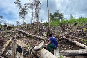 Phú Yên: Rừng phòng hộ Sơn Hòa bị phá, dừng điều hành công việc của lãnh đạo Ban Quản lý rừng