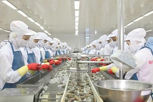 Dù hợp đồng rất lớn, song Thủy sản Minh Phú phải đối mặt với nỗi lo thiếu nguyên liệu, cước vận tải tăng, thiếu container.