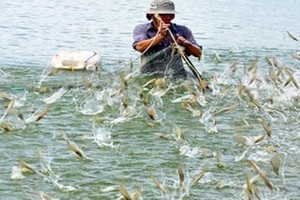 Xuất khẩu thủy sản tháng 8/2021 chỉ đạt khoảng 520 triệu USD, giảm 36% so với cùng kỳ và ở hầu hết các sản phẩm chủ lực.