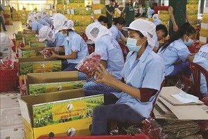 Để xuất khẩu nông sản bền vững sang Anh, doanh nghiệp cần thực hành sản xuất theo tiêu chuẩn GlobalGAP