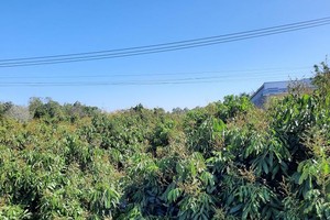 Dự án sẽ đầu tư hạ tầng công từ sản xuất đến chế biến, tiêu thụ thực phẩm cho vùng sản xuất cây ăn trái an toàn tập trung trên địa bàn tỉnh Đồng Tháp