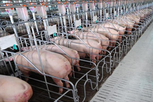 Sản lượng và giá bán các sản phẩm chăn nuôi giảm ảnh hưởng đến lợi nhuận của Dabaco.